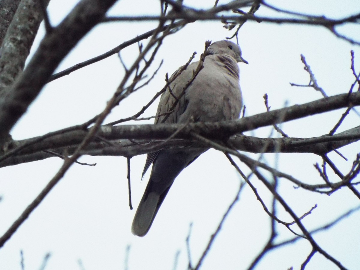 Eurasian Collared-Dove - ML304928251