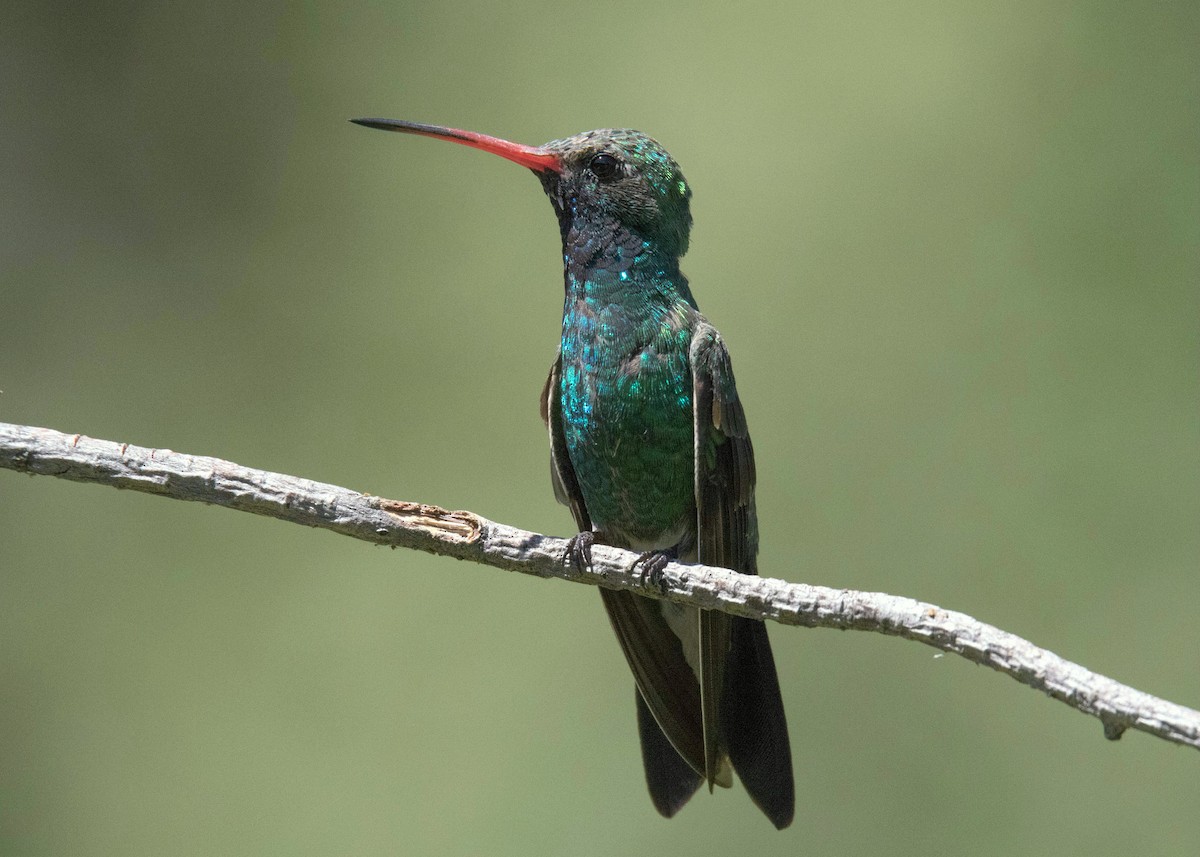 Broad-billed Hummingbird - Rudi Nuissl