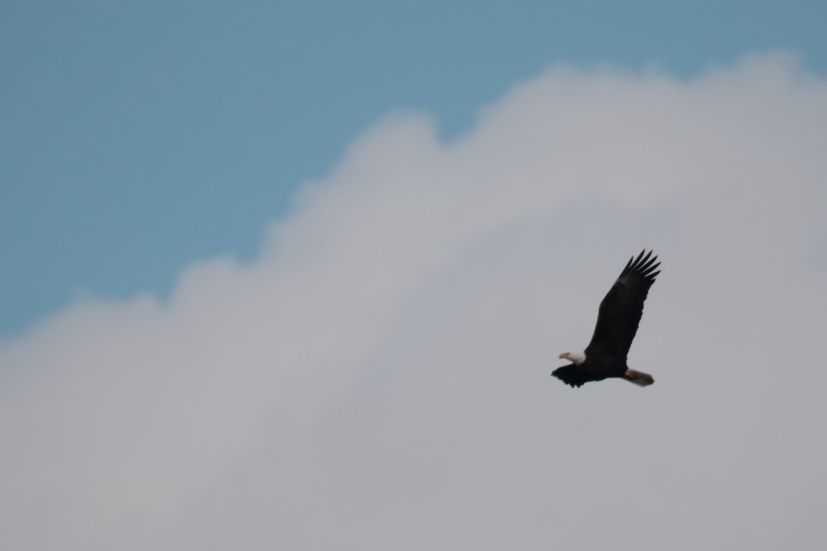 Bald Eagle - ML304929681