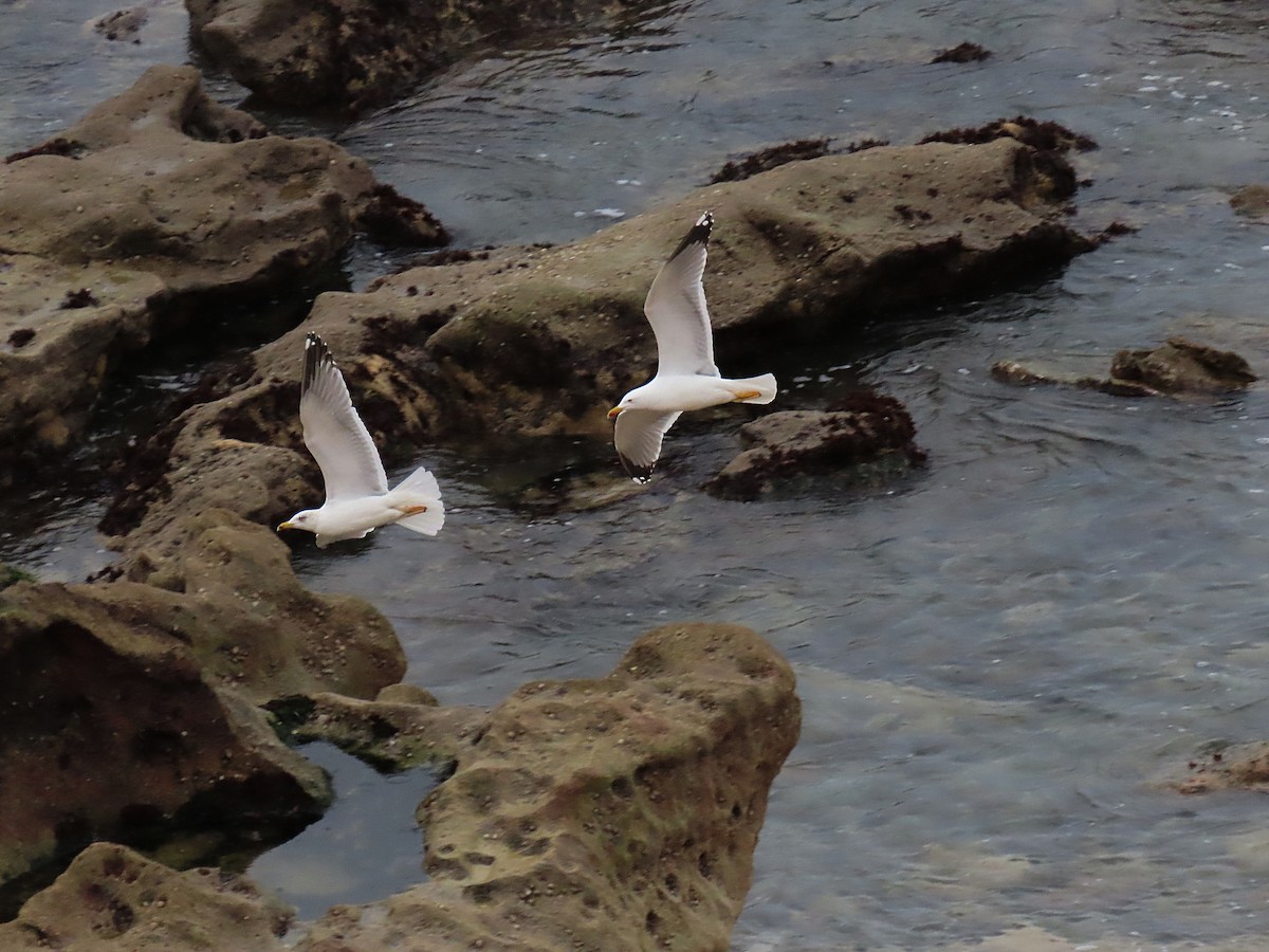 キアシセグロカモメ - ML304931731