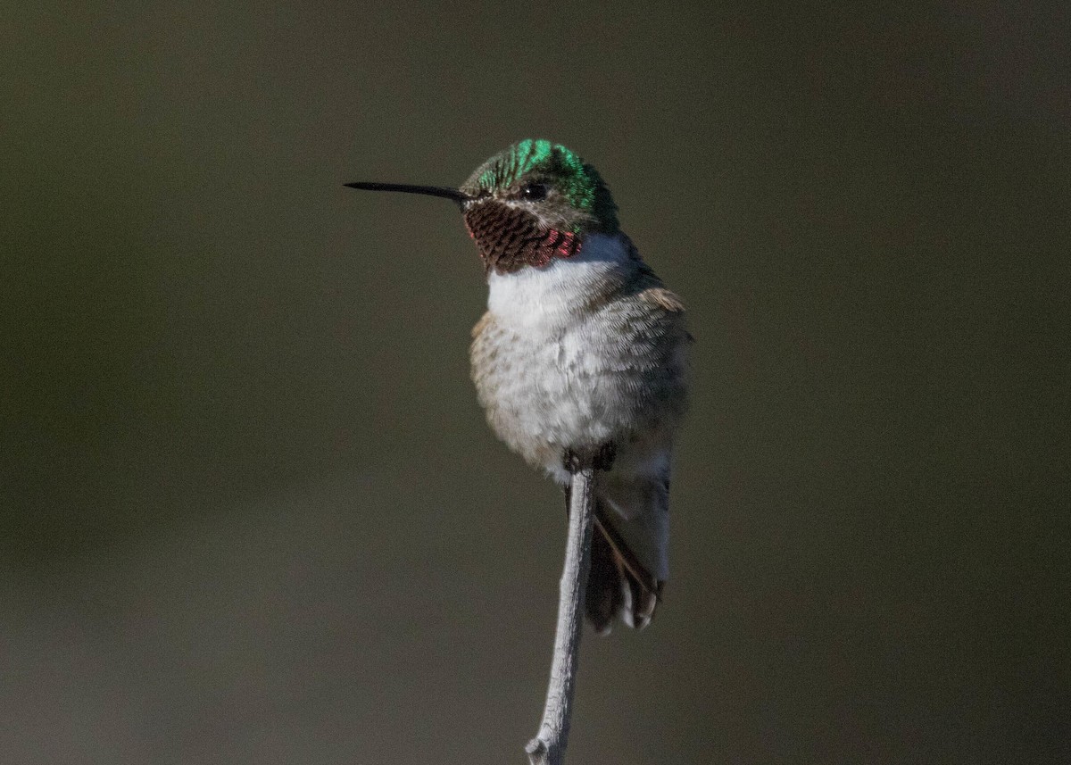 Broad-tailed Hummingbird - Rudi Nuissl