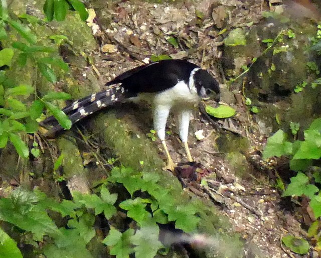 Collared Forest-Falcon - ML304932271