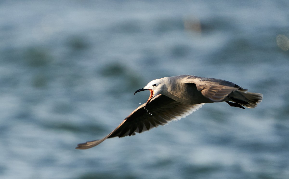 Gaviota Garuma - ML304932941