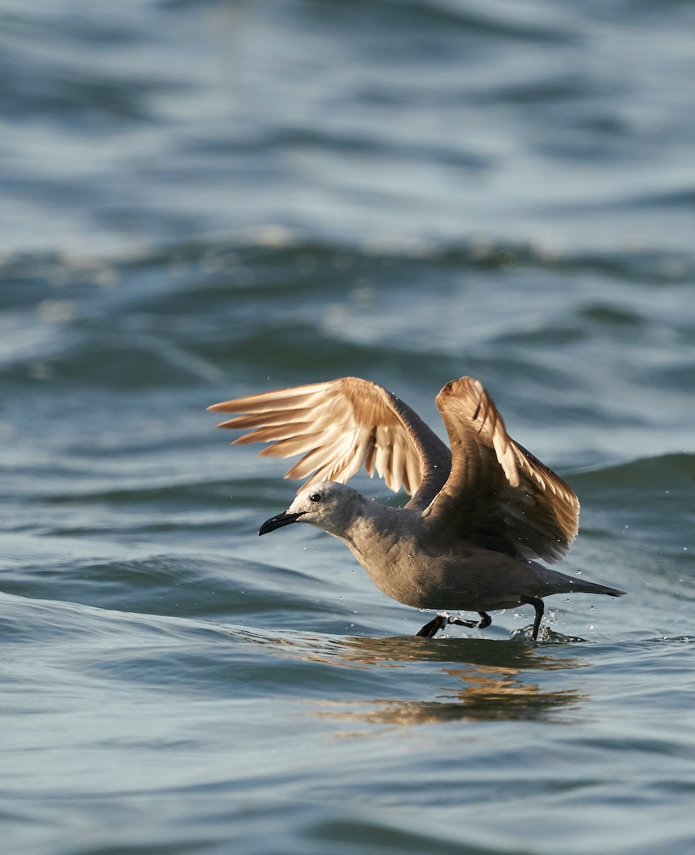 Gaviota Garuma - ML304932951