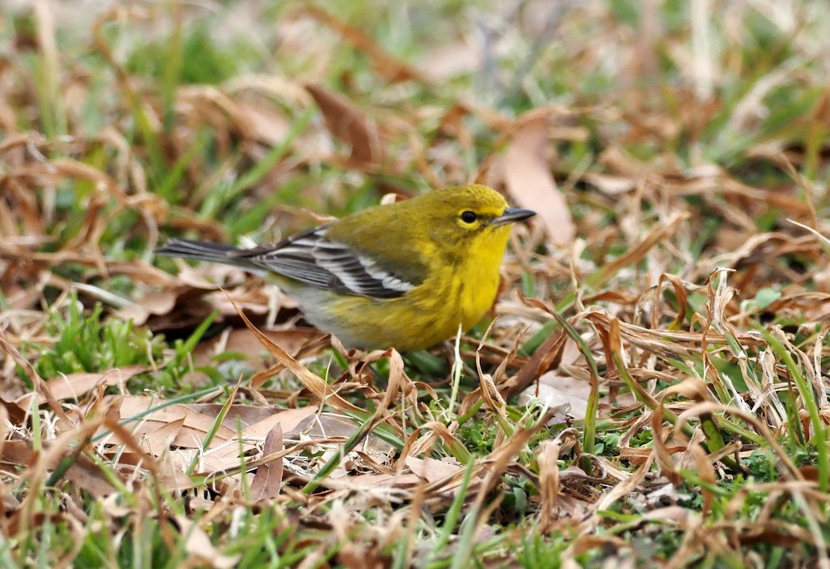 Pine Warbler - ML304933141