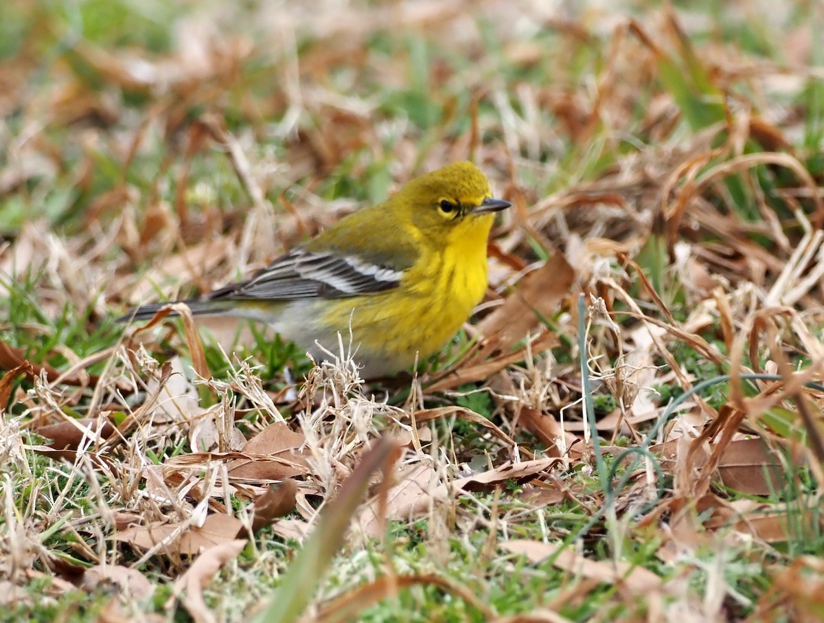 Pine Warbler - ML304933171