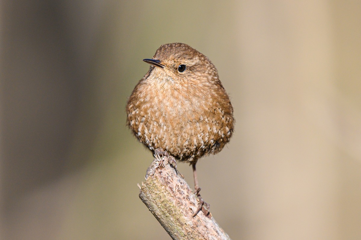 Winter Wren - Johnathon Barnett