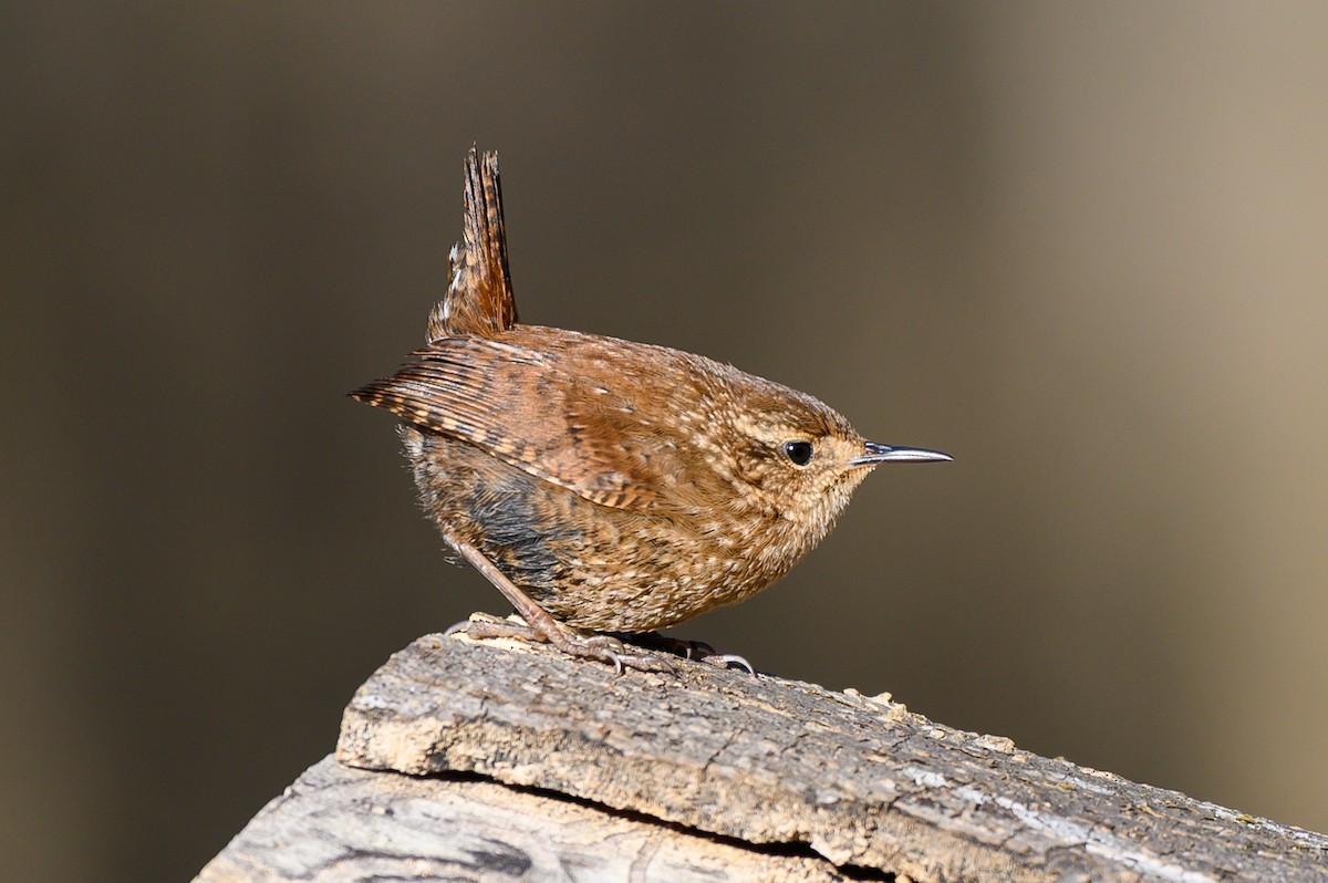 Winter Wren - Johnathon Barnett