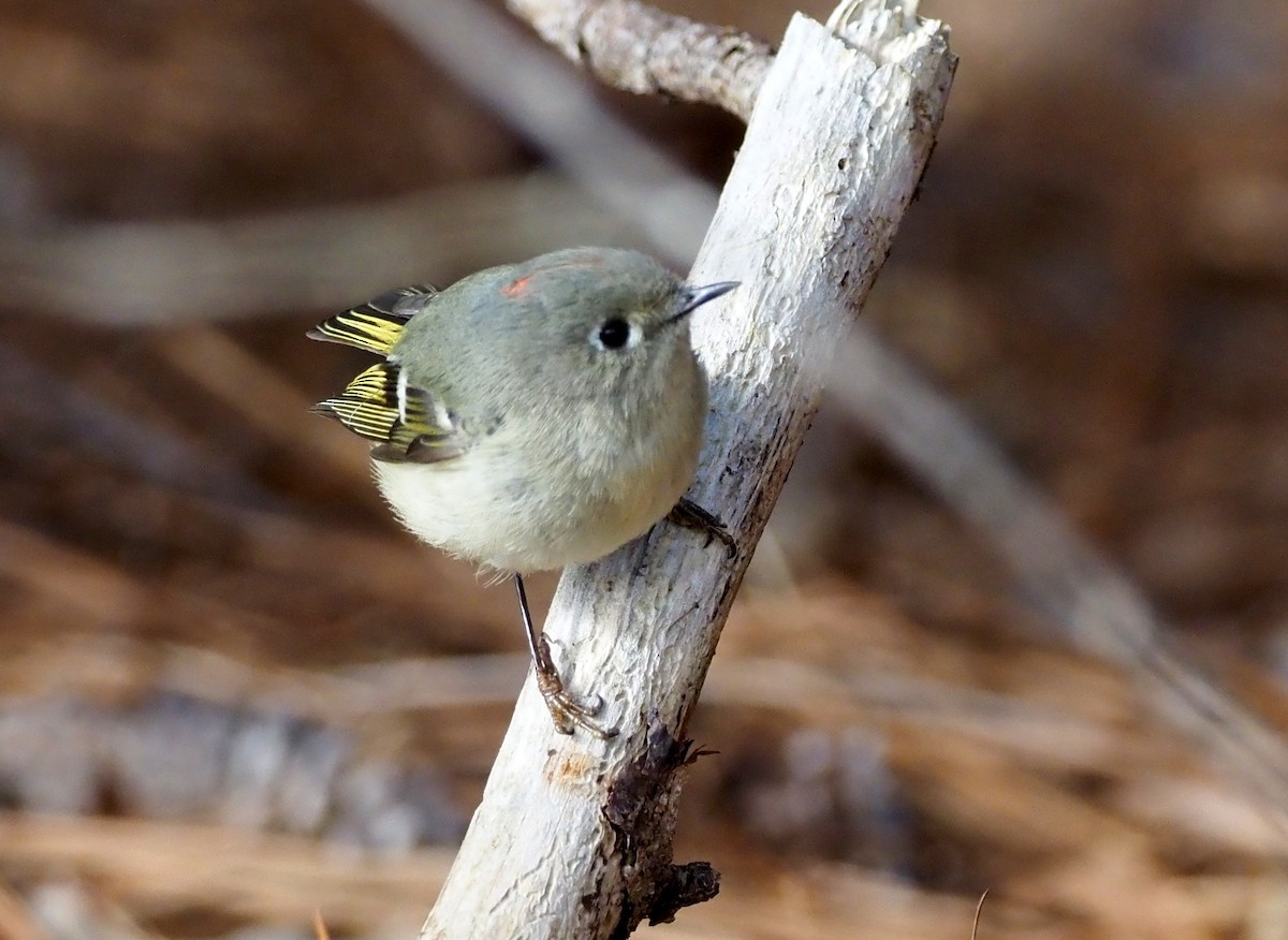Ruby-crowned Kinglet - ML304933681