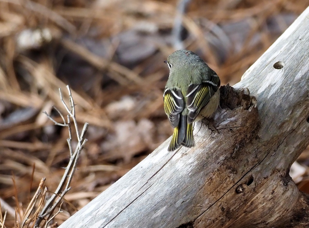 Ruby-crowned Kinglet - ML304933701