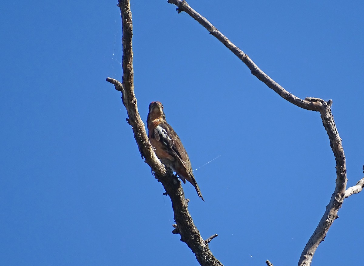 Rufous-tailed Plantcutter - ML304933821