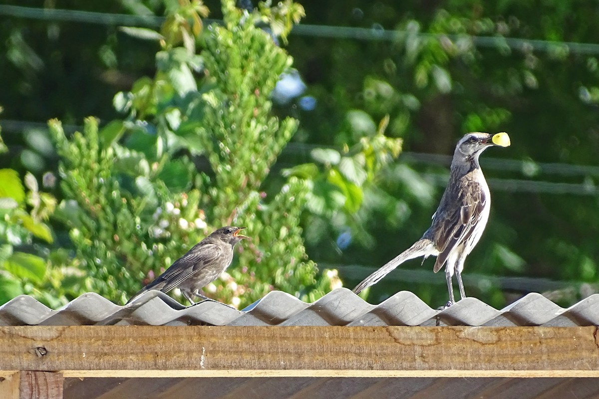 Chilean Mockingbird - ML304933951