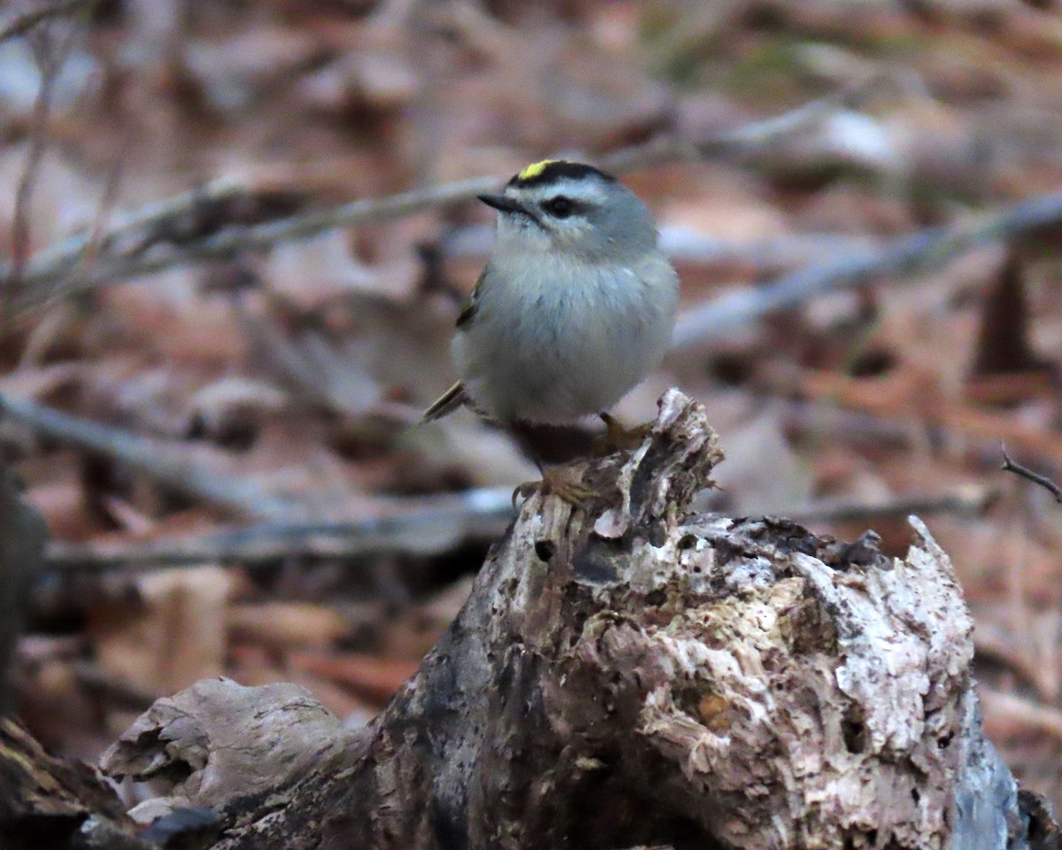 Golden-crowned Kinglet - ML304934511