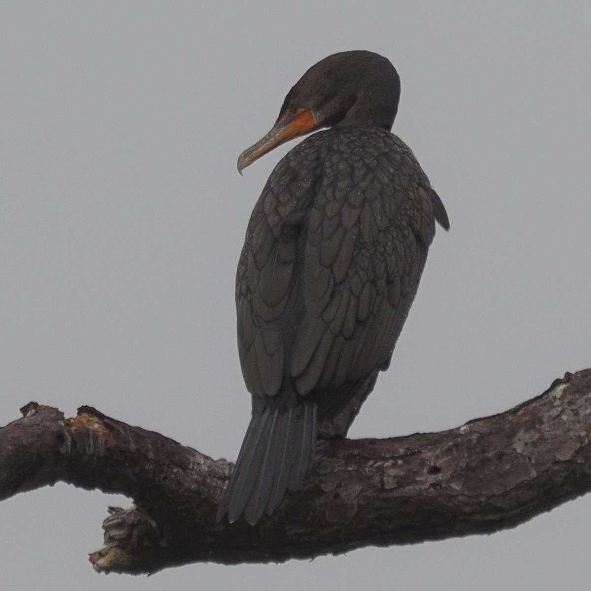 Double-crested Cormorant - Milton Paul