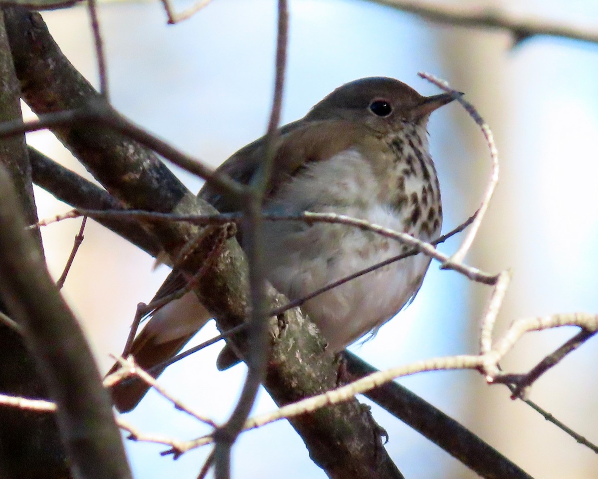 Hermit Thrush - ML304935491