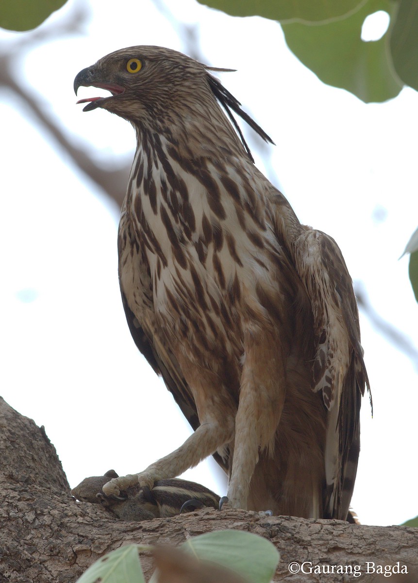 Изменчивый хохлатый орёл (cirrhatus/ceylanensis) - ML30493641