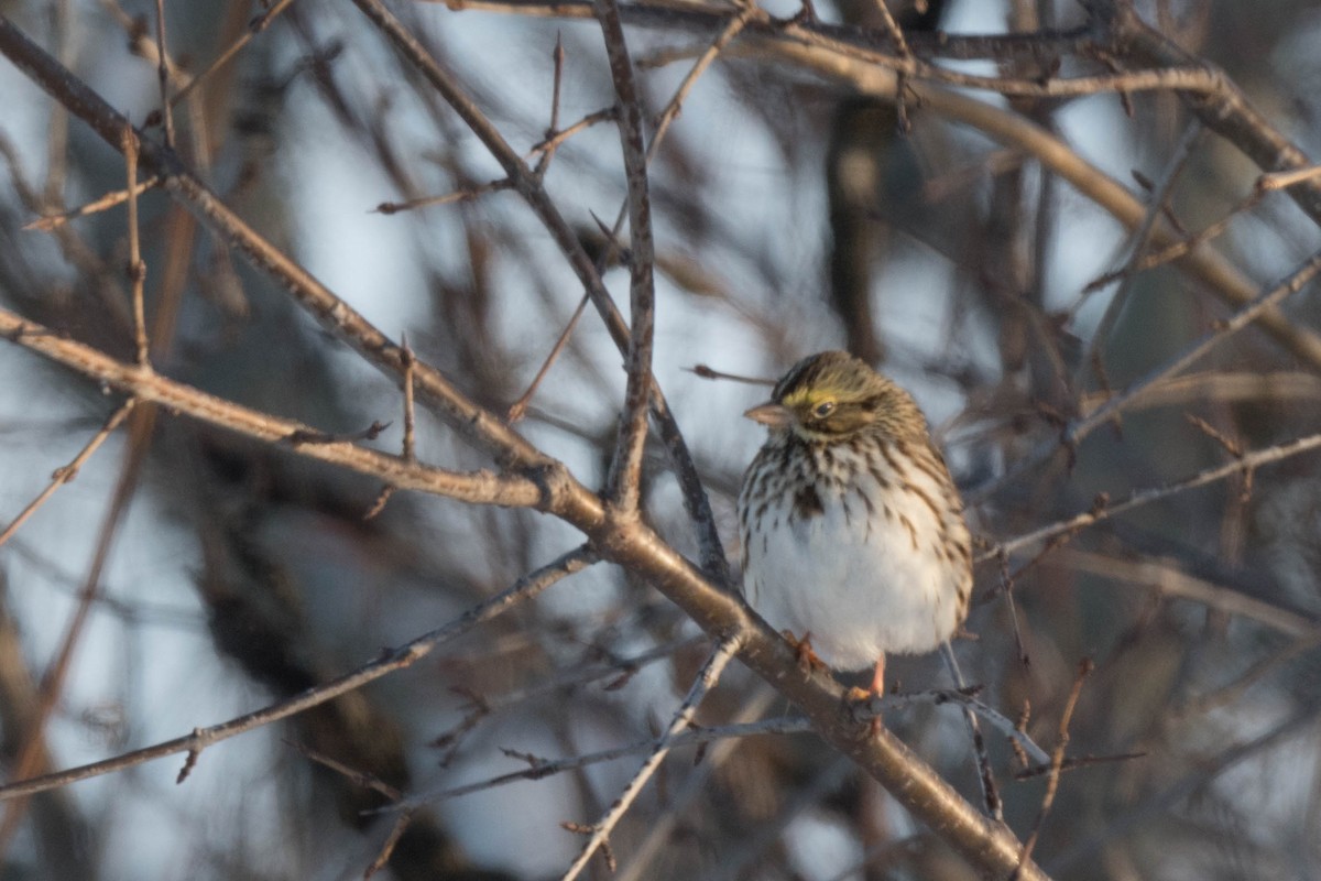 Savannah Sparrow - sakura paterniti