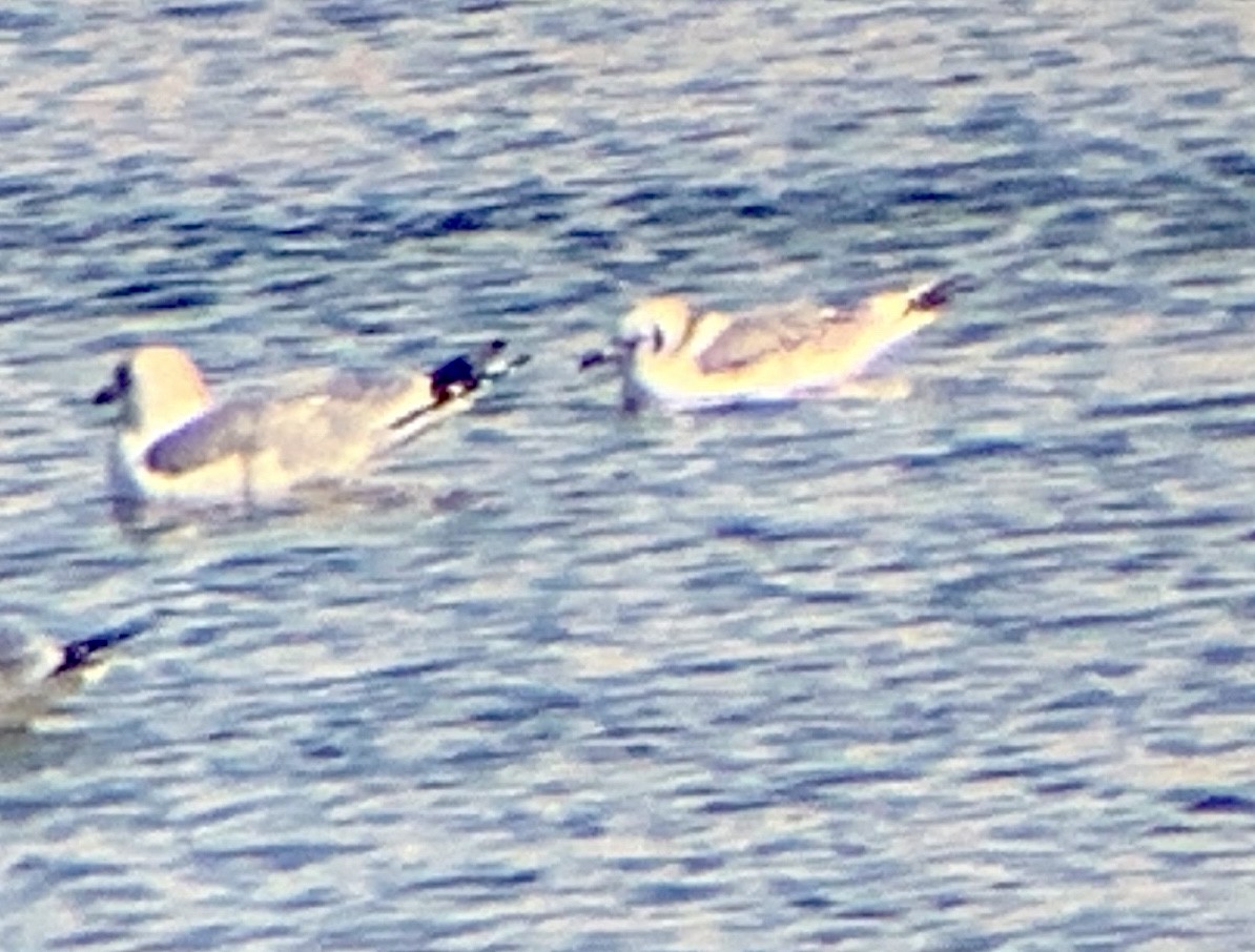 Black-legged Kittiwake - ML304937811