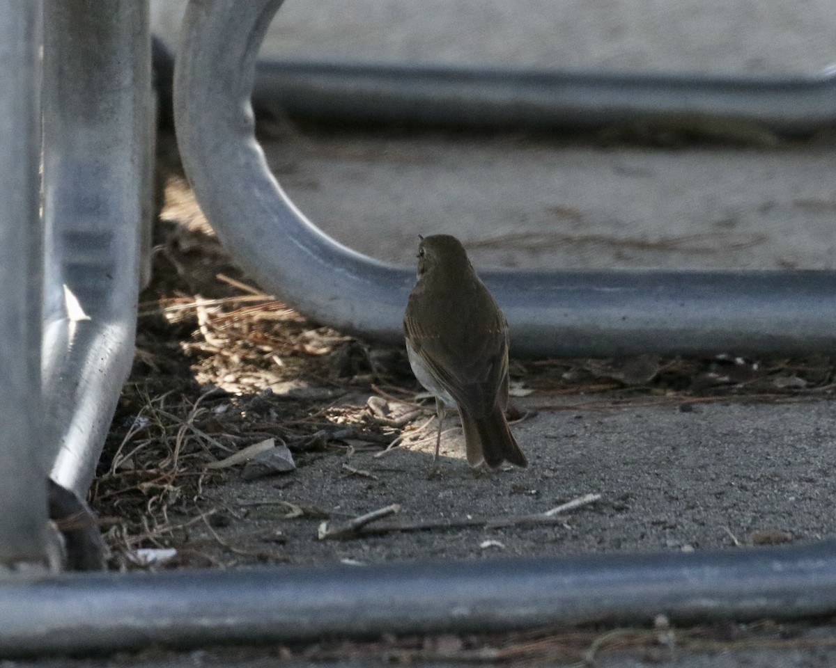 Hermit Thrush - Mickey Dyke