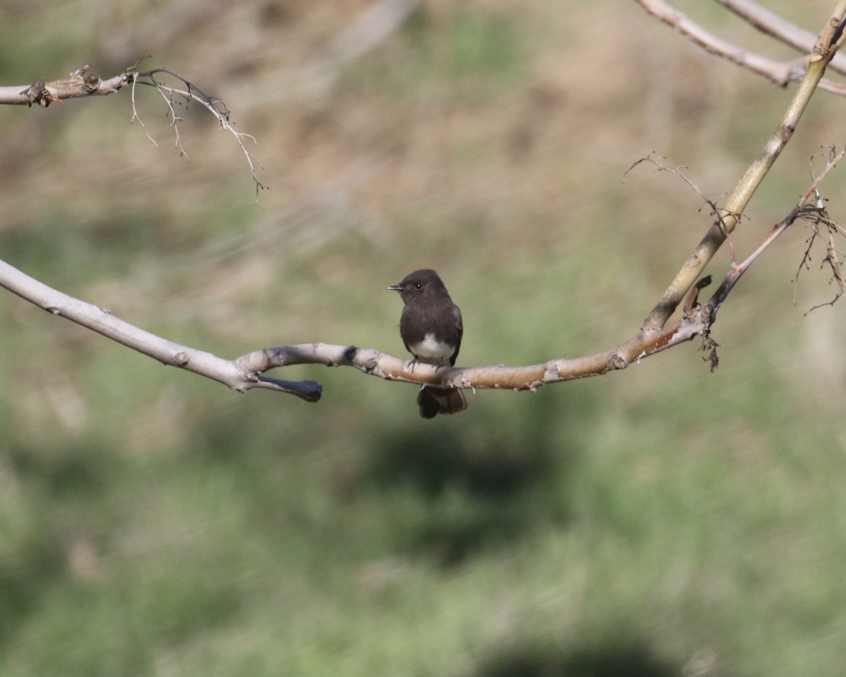 Black Phoebe - ML304937941
