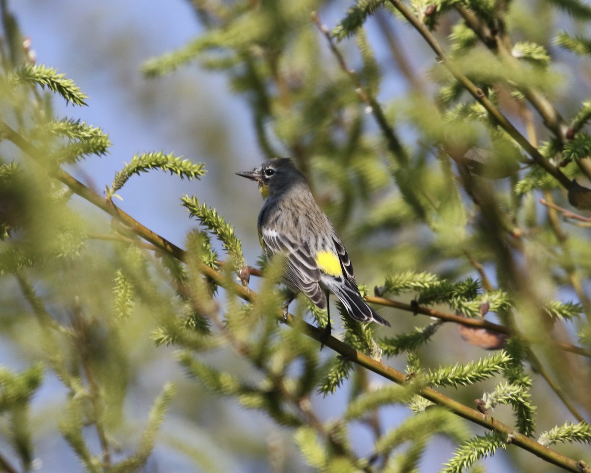 Yellow-rumped Warbler - ML304938101