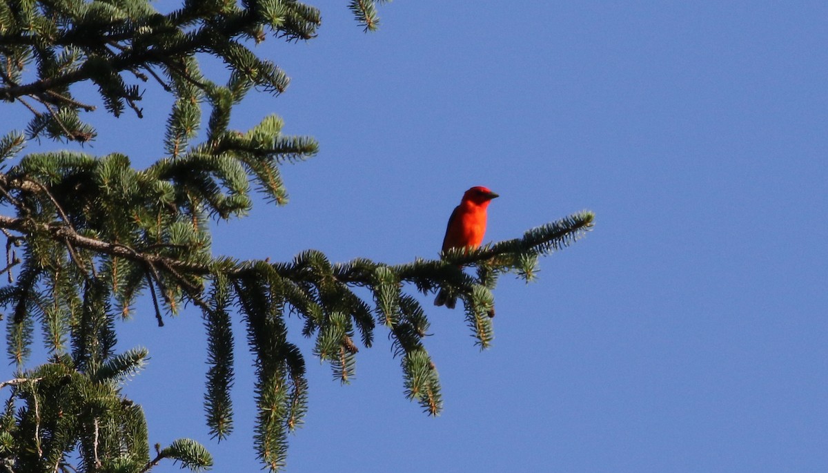 Scarlet Tanager - ML304939141