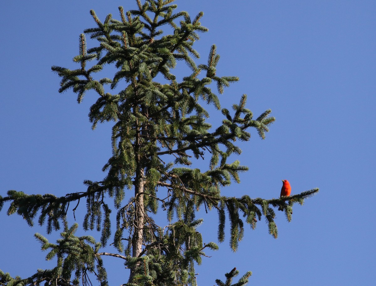 Scarlet Tanager - ML304939211