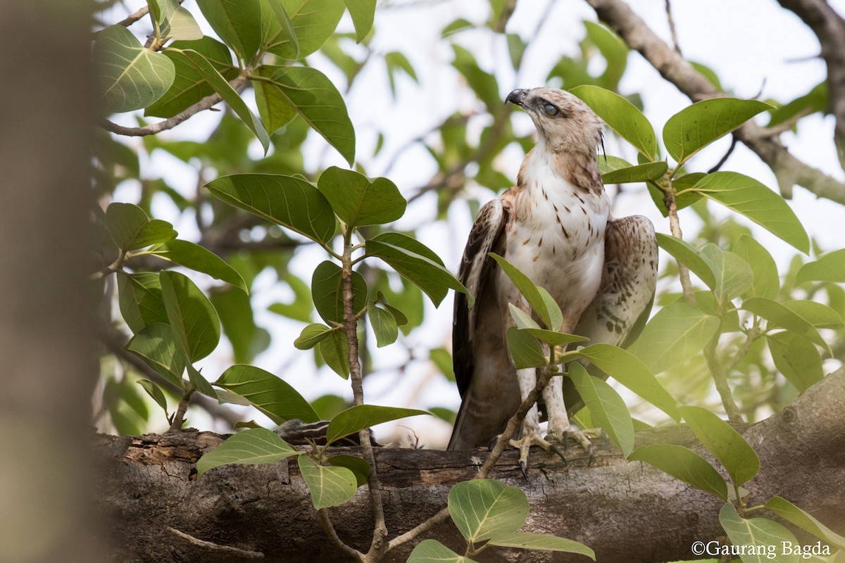 Changeable Hawk-Eagle (Crested) - Gaurang Bagda