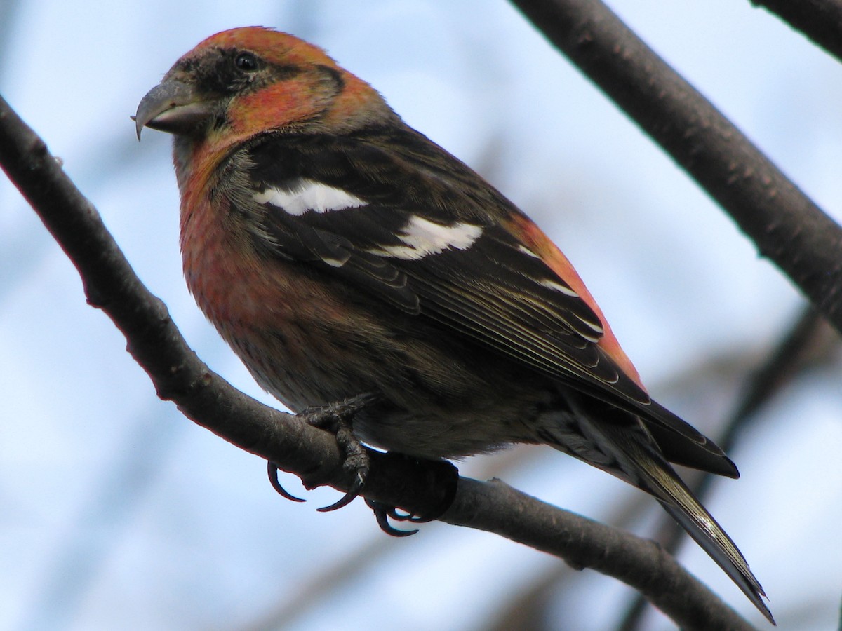 White-winged Crossbill - Charles MacDonald