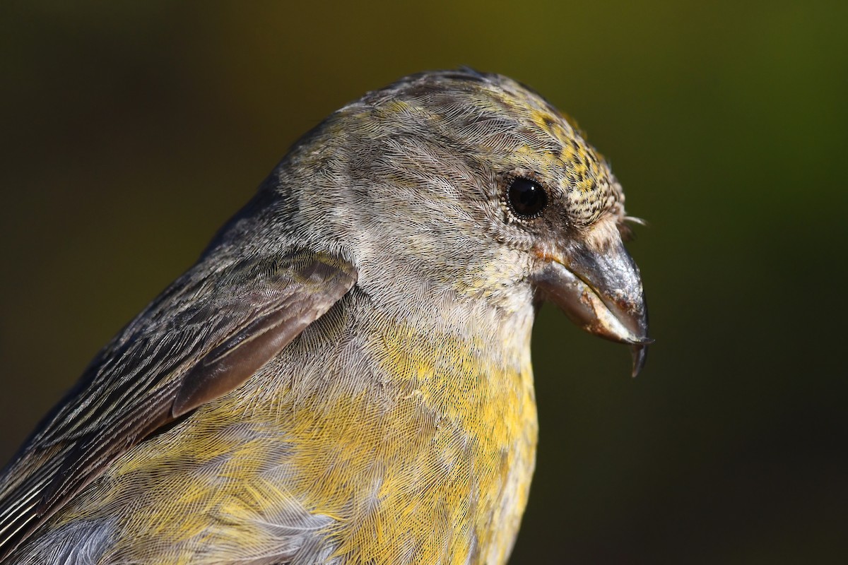 Red Crossbill (Western Hemlock or type 3) - David M. Bell