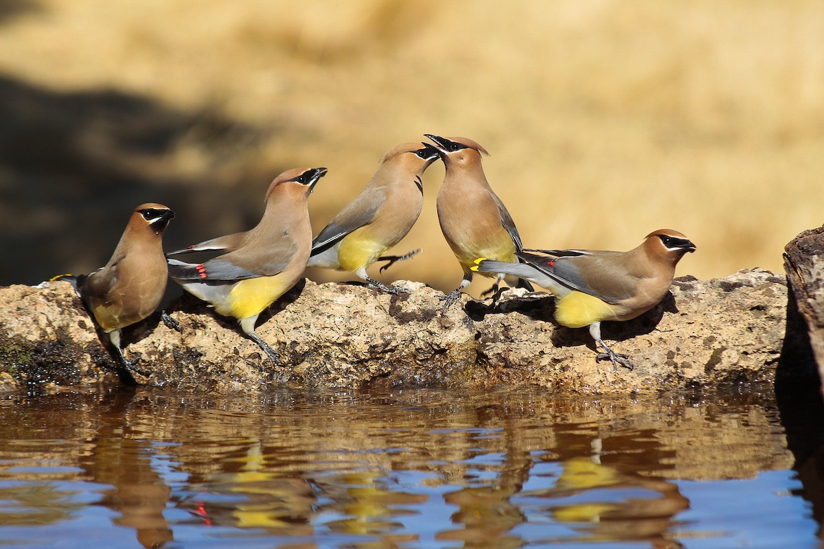 Cedar Waxwing - Esteban Matías (birding guide) Sierra de los Cuchumatanes Huehuetenango esteban.matias@hotmail.com                             +502 53810540