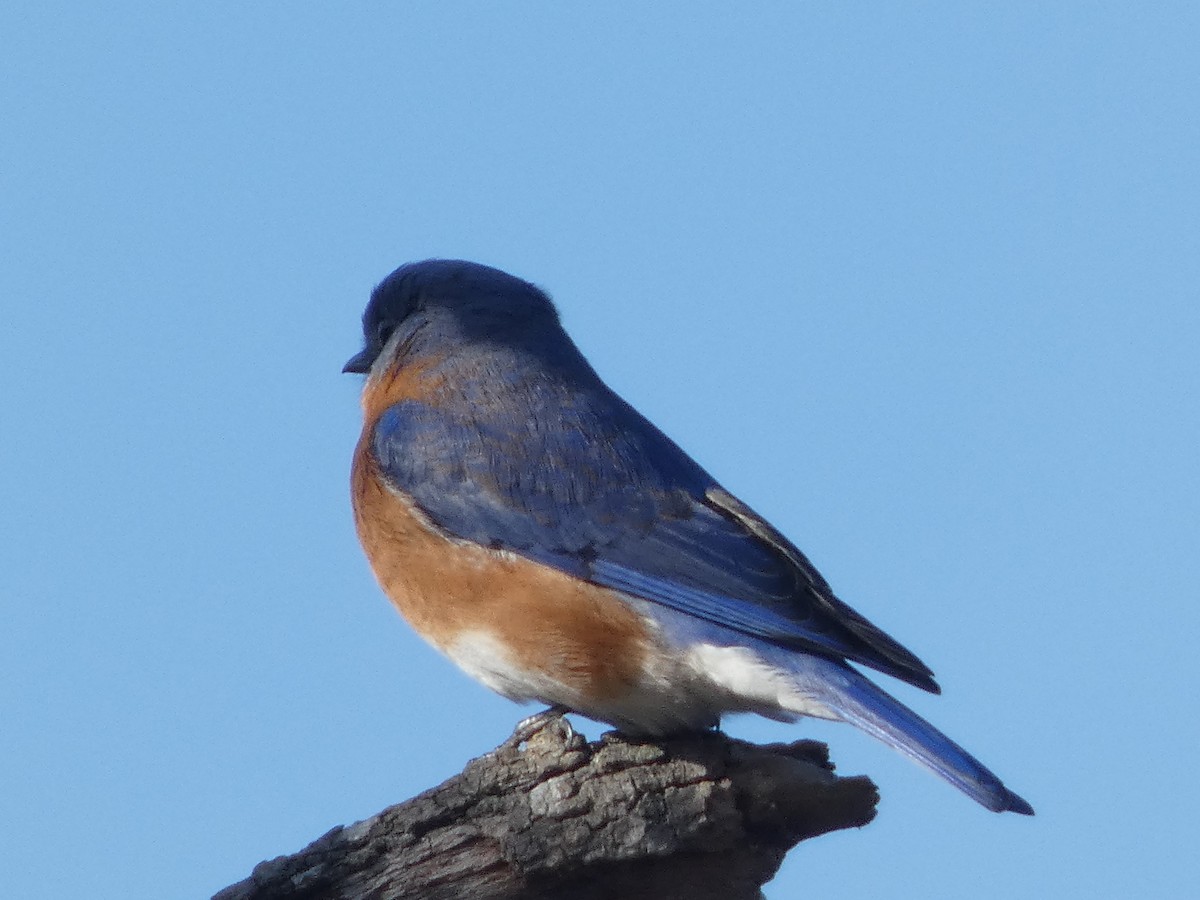 Eastern Bluebird - ML304947701