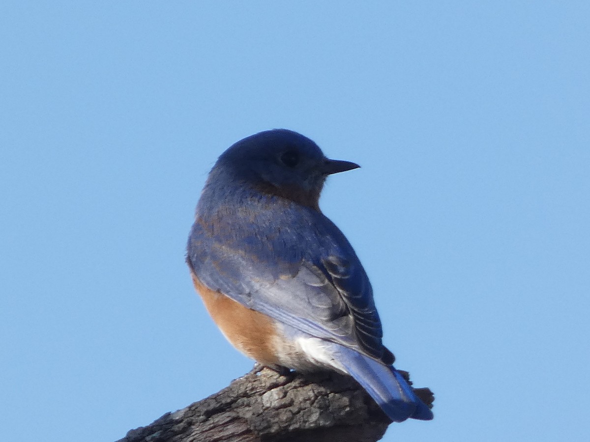 Eastern Bluebird - ML304947711