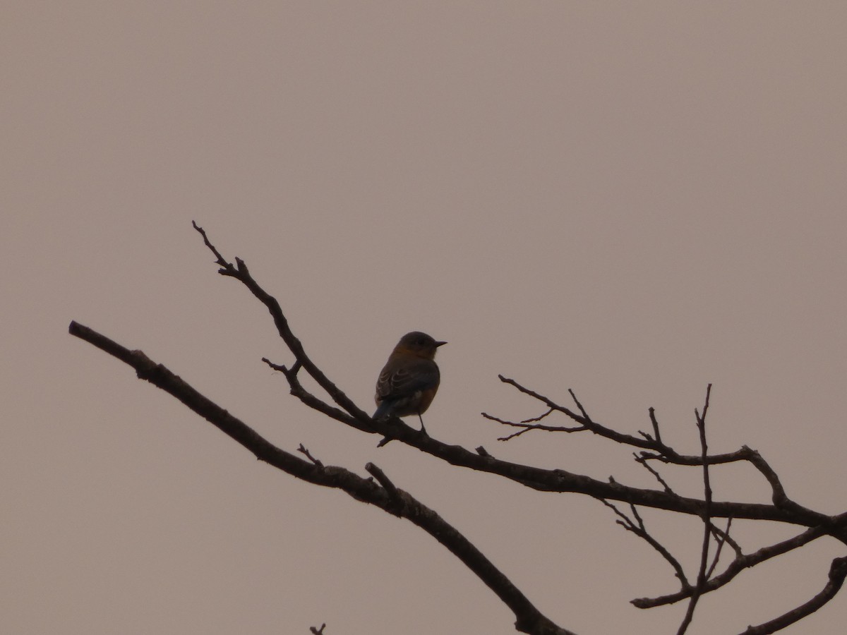 Eastern Bluebird - ML304947731