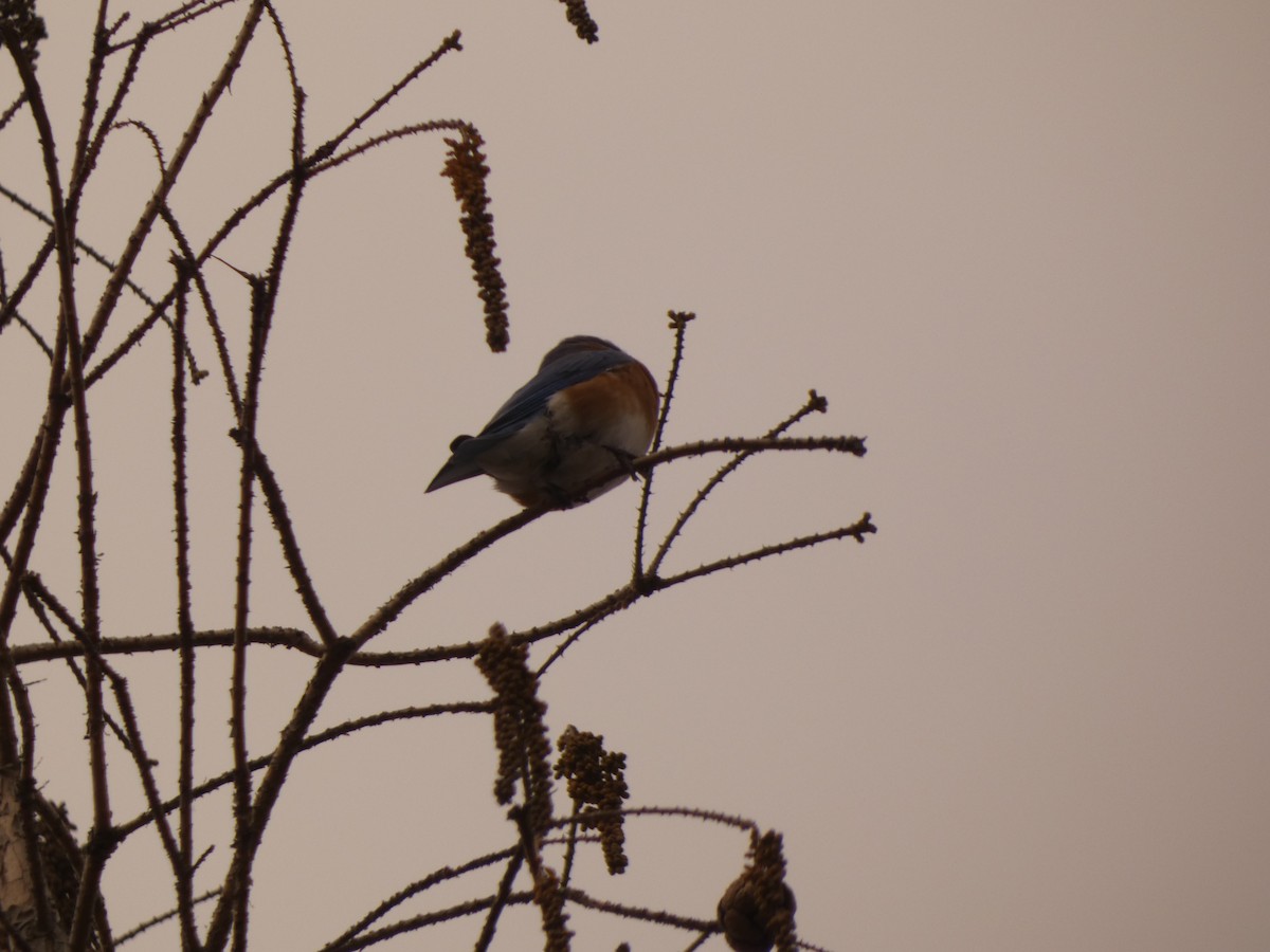 Eastern Bluebird - ML304947741