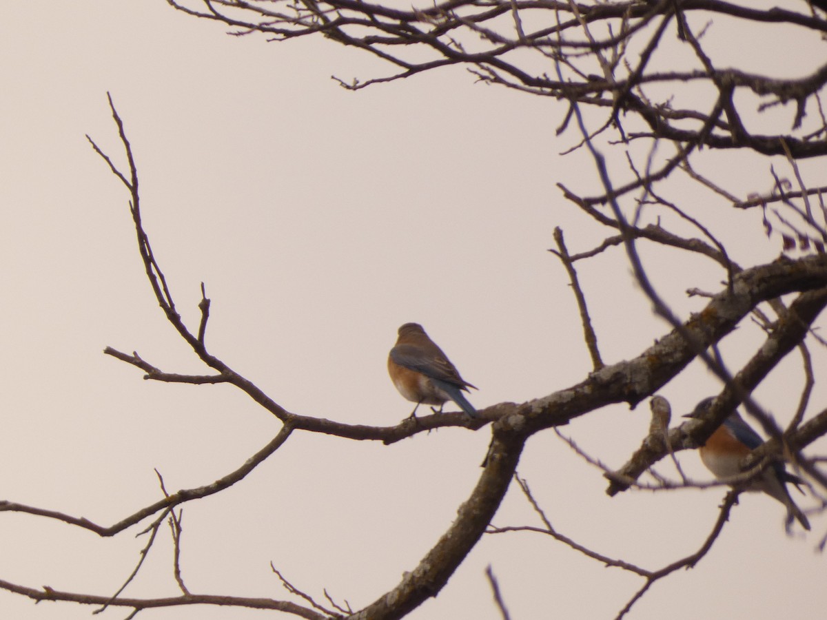 Eastern Bluebird - ML304947751