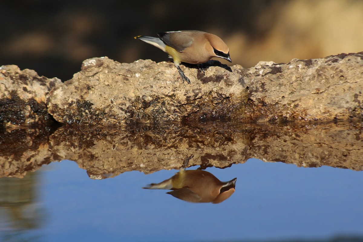 Cedar Waxwing - ML304948341