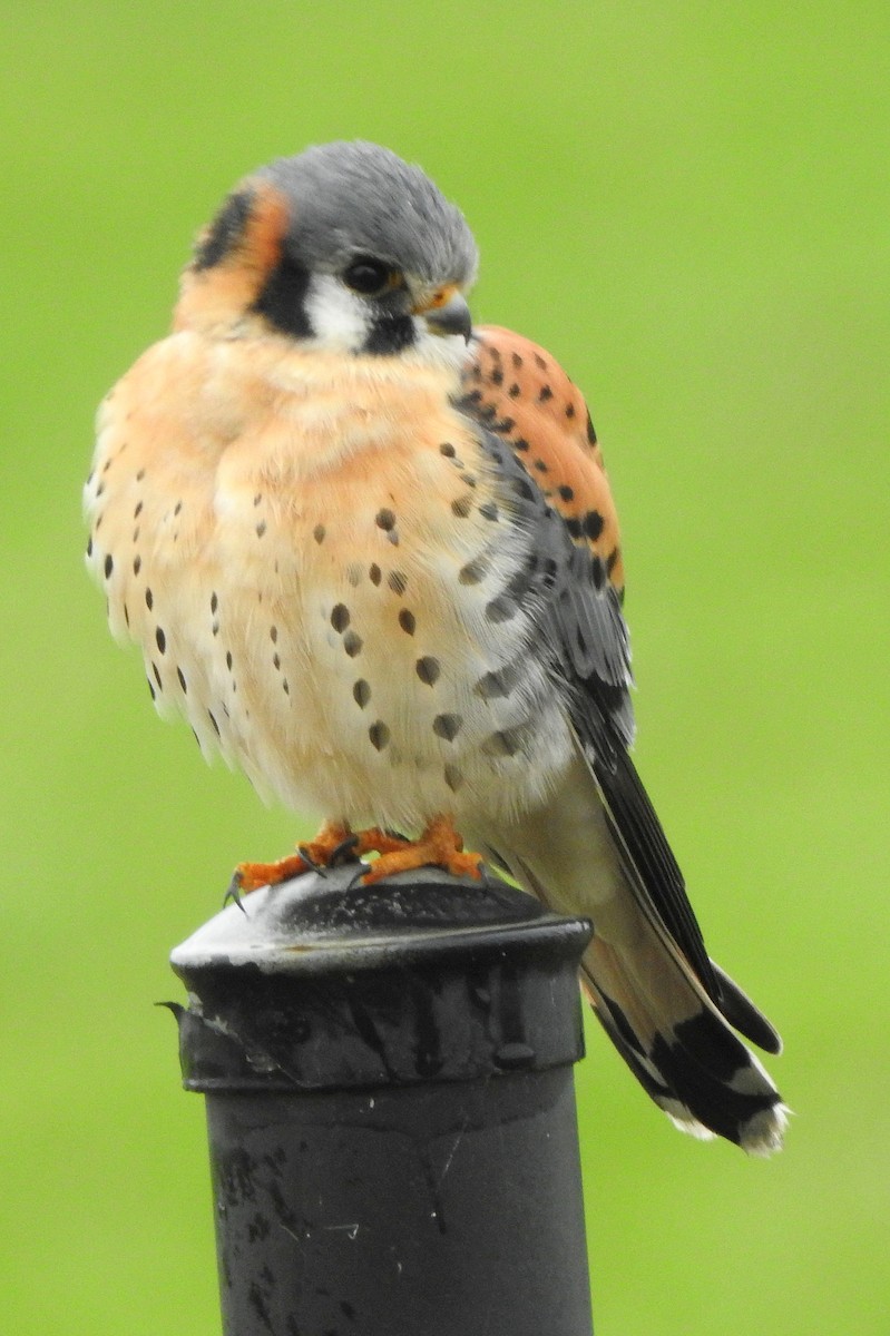 American Kestrel - Sonya Massey