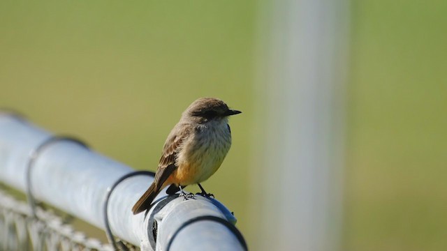 Vermilion Flycatcher - ML304949041