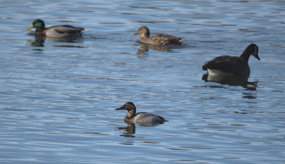 Canvasback - ML304950091