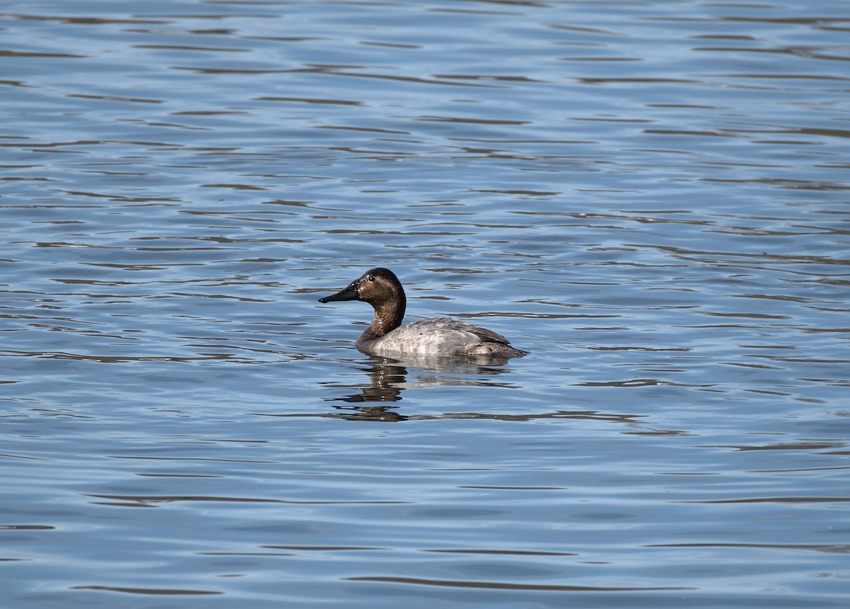 Canvasback - ML304950241