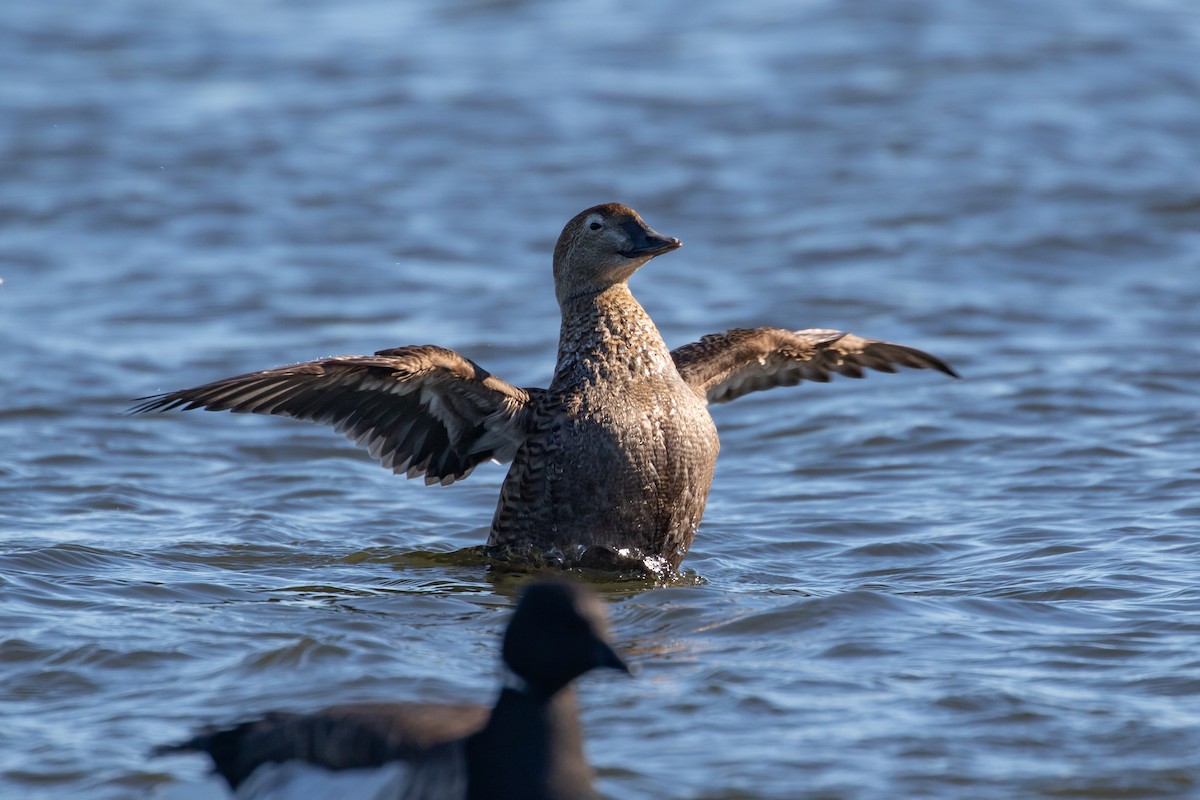 King Eider - ML304952921