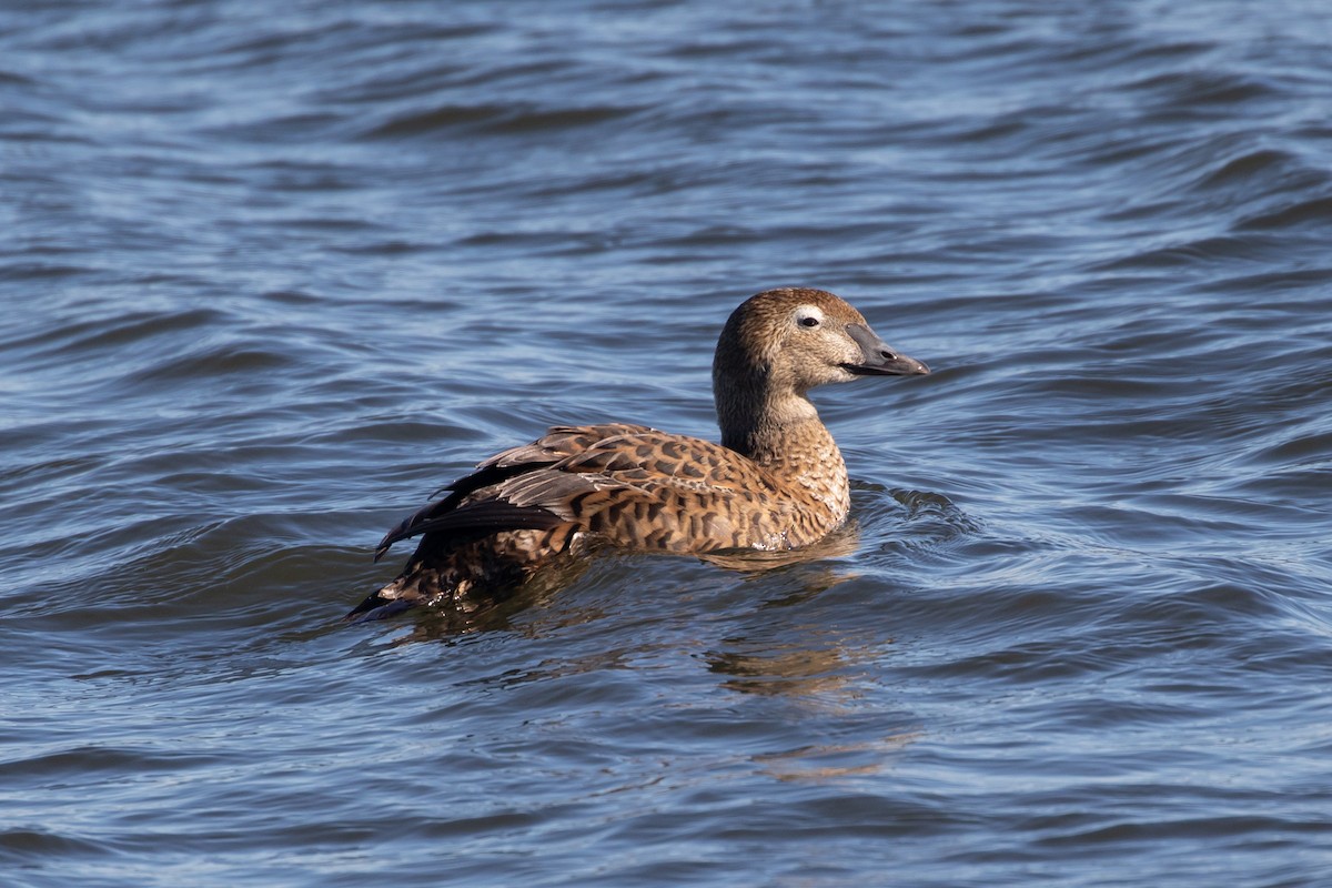 King Eider - ML304952971