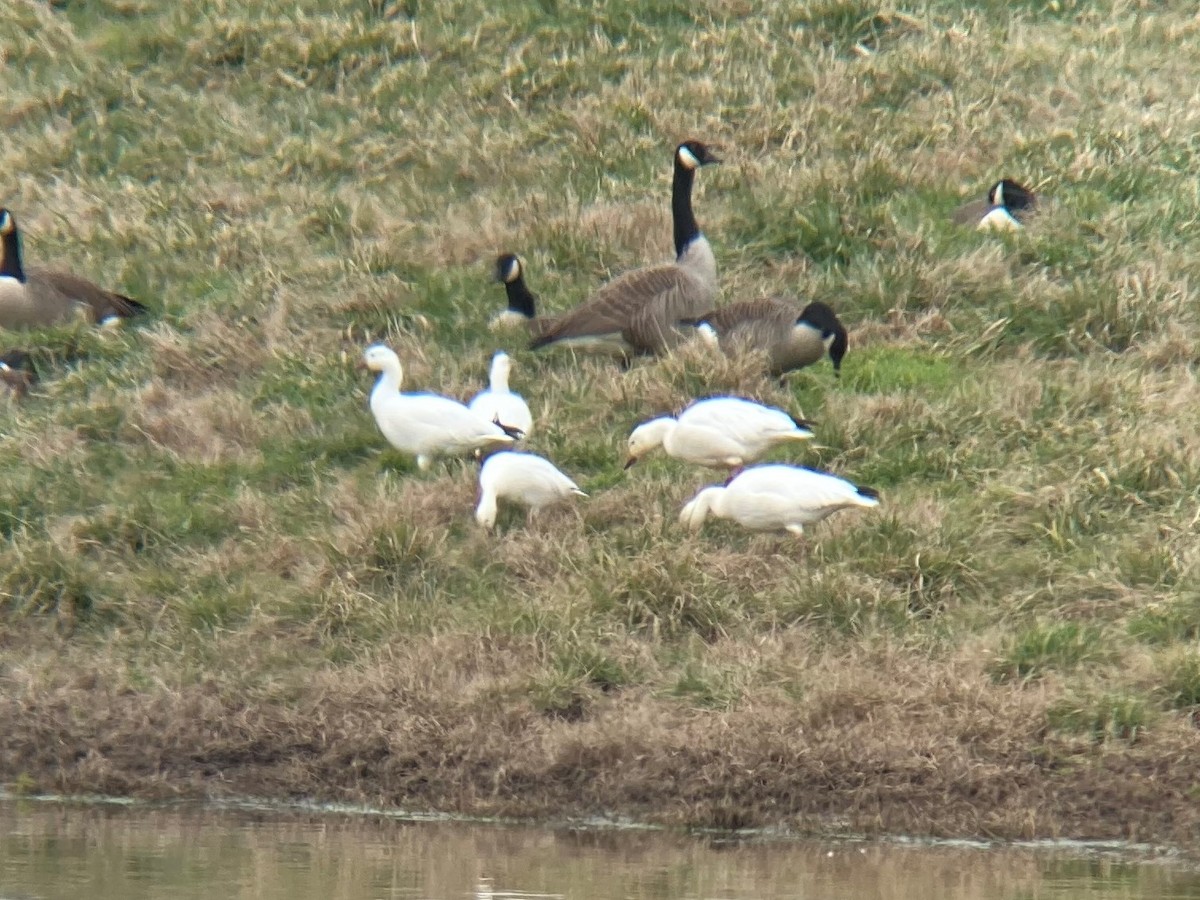 Ross's Goose - ML304953061