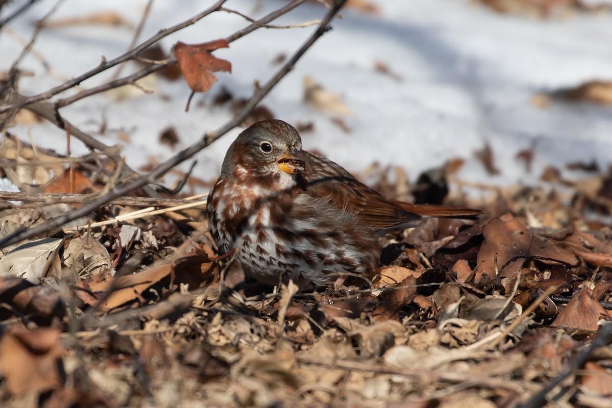 Fox Sparrow - ML304953251