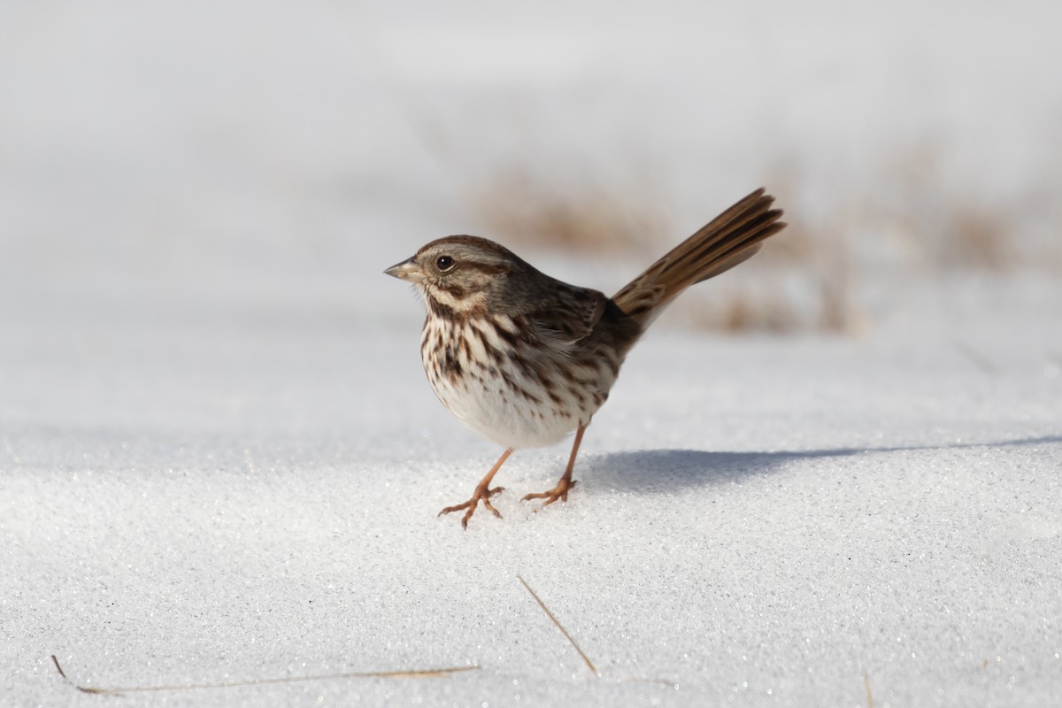 Song Sparrow - ML304953661