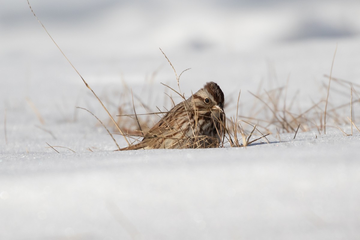 Song Sparrow - ML304953671