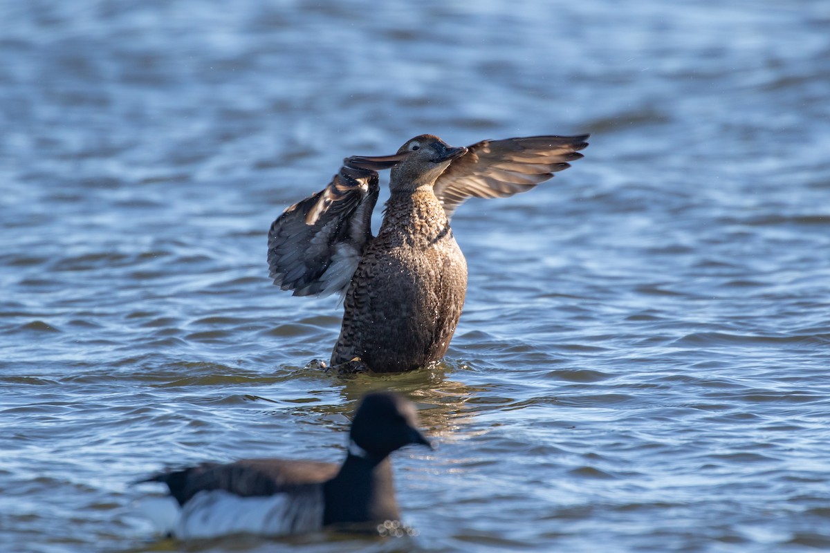 King Eider - ML304953821