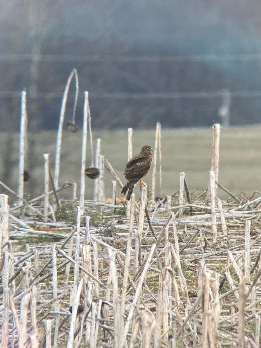 Northern Harrier - ML304954241