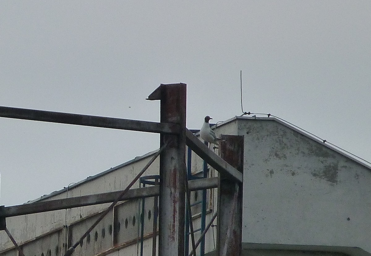 Black-headed Gull - ML30495651